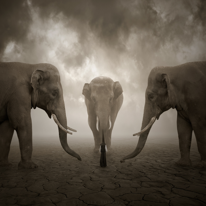 500px / Photo "Elephant whisperer" by Leszek Bujnowski