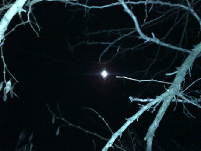 moon & trees