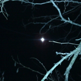 moon & trees