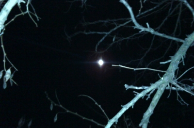 moon & trees